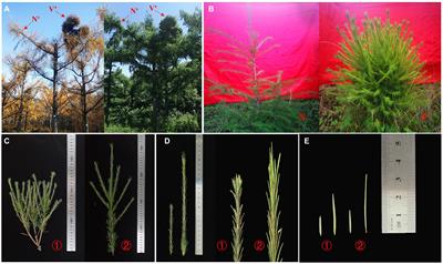 Insight Into the Multiple Branches Traits of a Mutant in Larix olgensis by Morphological, Cytological, and Transcriptional Analyses